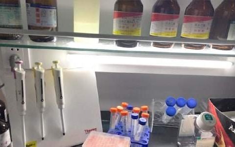 实验室工作总结最新完整版 实验室工作总结怎么写