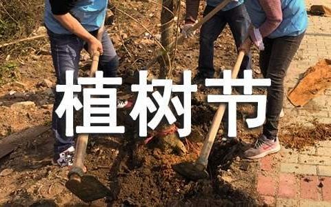 幼儿园植树节活动总结与反思 幼儿园植树节活动总结美篇